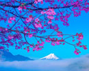 20250412-otsukishi_oiseyama02229m