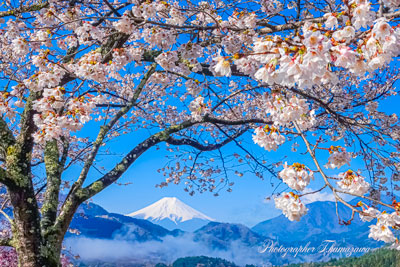 20250412-otsukishi_oiseyama02328