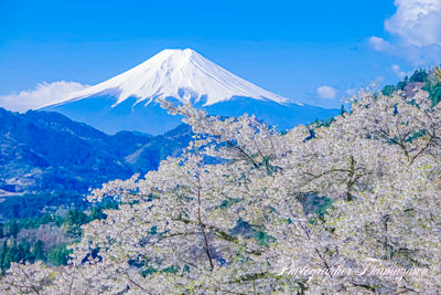 20250412-otsukishi_oiseyama02362