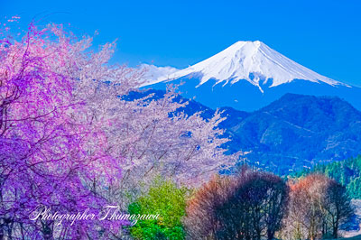20250412-otsukishi_oiseyama02403