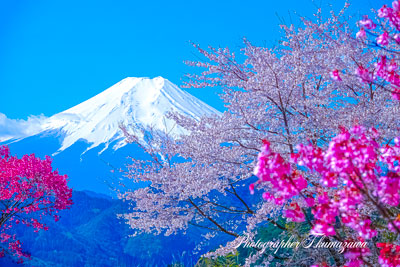 20250412-otsukishi_oiseyama02425