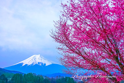 20250418-fujiyoshidashi_asumi02724
