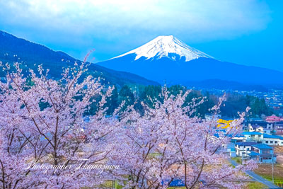 20250418-fujiyoshidashi_asumi02730