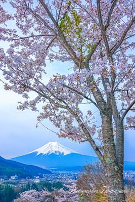 20250418-fujiyoshidashi_asumi02745t