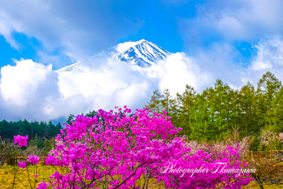 20250426-fujikawaguchikomachi03090