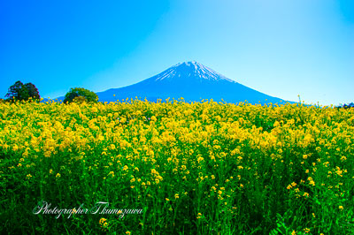 20250427-asagirikogen1328