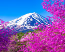 20250427-fujikawaguchikomachi1242m