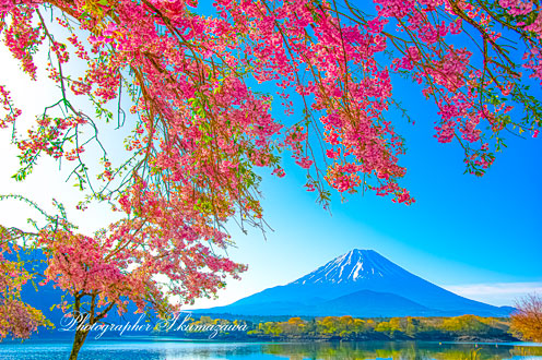 20250427-shojiko1286