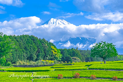 20250508-fujishi_oobuchi1330