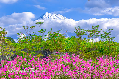 20250508-fujishi_oobuchi1333
