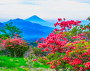 20250606-utsukushimoyiyama1385m