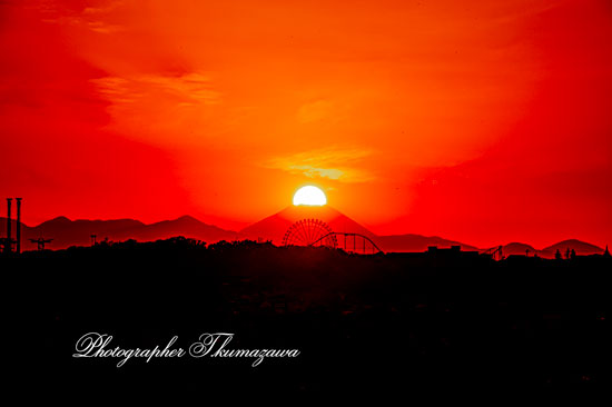 20251107-chofu_gohonmatsukoen8962