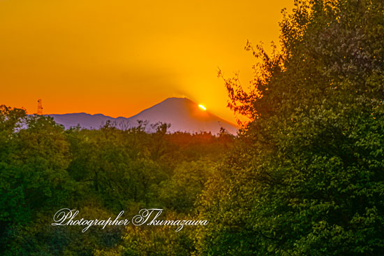 20251121-koganeishi_higashicyo9569