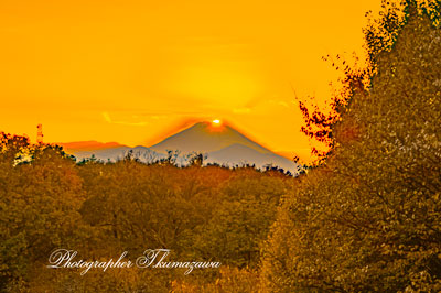 20251122-koganeishi_higashicyo9652m