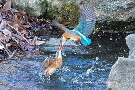 20260113-nogawa03153