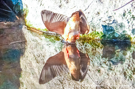 20260118-nogawa04239