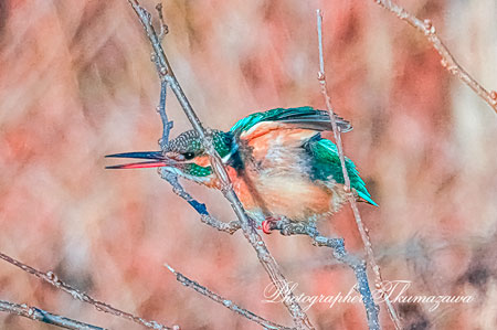 202602014-nogawa3539