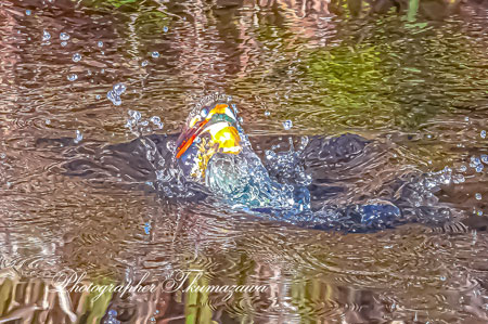 20260206-nogawa09379