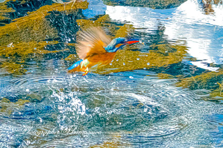 20260209-nogawa00648