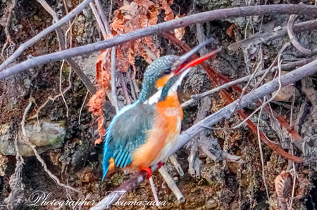 20260213-nogawa02447