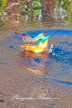 20260214-nogawa03815t