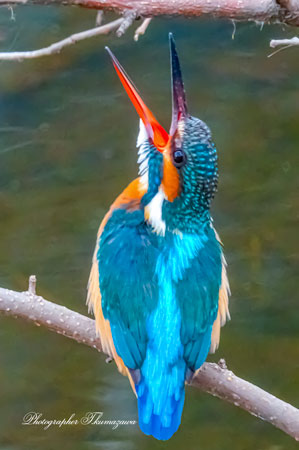 20260218-nogawa06353t