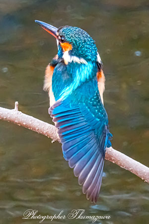 20260218-nogawa06371t