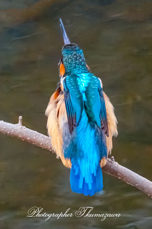 20260218-nogawa06372t