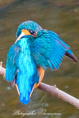 20260218-nogawa06445t