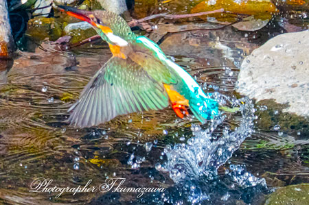 20260219-nogawa07364