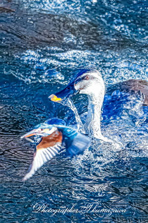 20260221-nogawa07819t