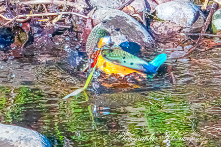 20260221-nogawa08094