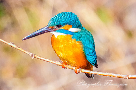 20260222-nogawa09086