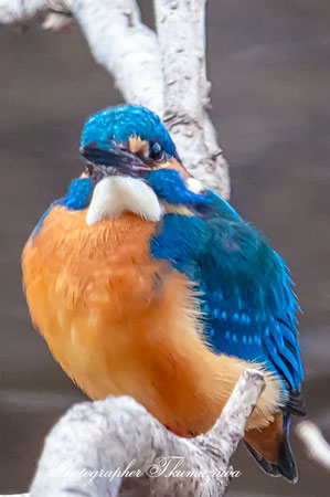 20260224-nogawa00699t