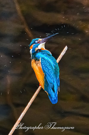 20260226-nogawa01166t