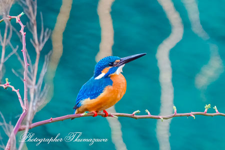 20260227-nogawa01686