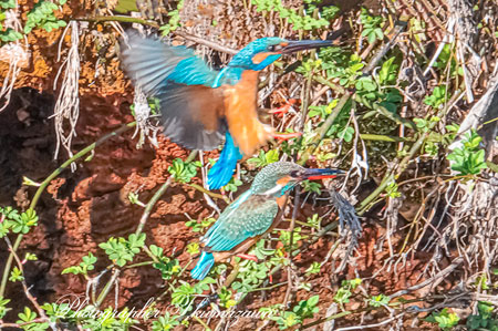 20260227-nogawa02546