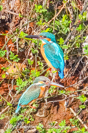 20260227-nogawa02562