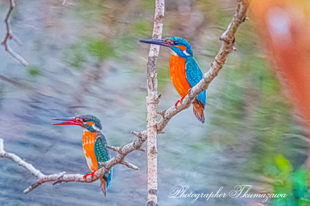 20260228-nogawa02815