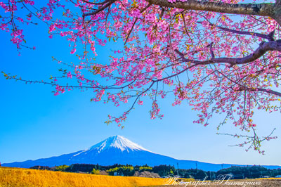 20260305-fujinomiya2642