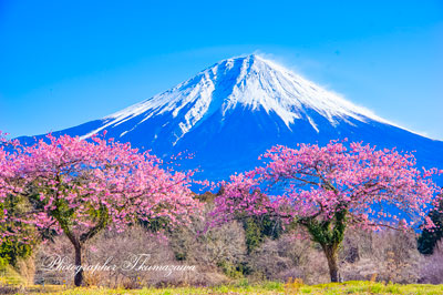 20260305-fujinomiyashi2524