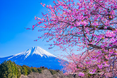 20260305-fujinomiyashi2526