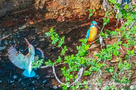 20260307-nogawa05620