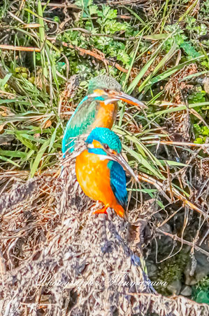 20260308-nogawa05718t