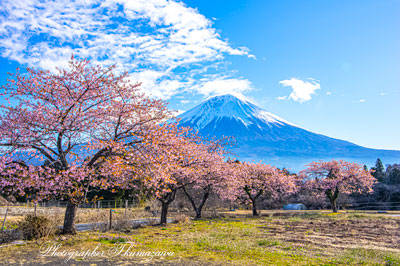 20260314-fujinomiyashi2612