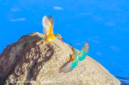 20260315-nogawa08947