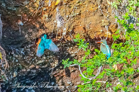 20260315-nogawa09114