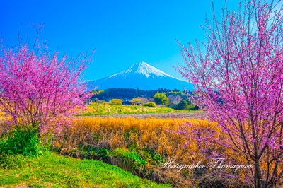 20260321-fujinomiyashi_hara2797