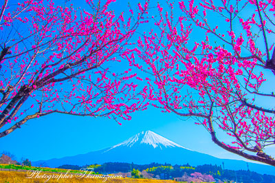 20260321-fujinomiyashi_hara2812