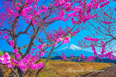 20260321-fujinomiyashi_hara2822